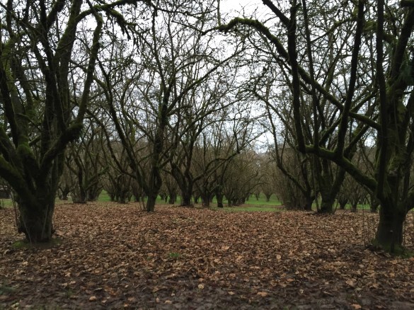 There's a psychotic filbert grower carrying a bag of nuts behind you.  Now RUN!