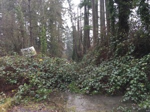 There goes *that* route. It was a 10 foot wide bike path before the blackberries started in last week.