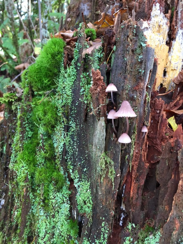 How could anyone not write a novel set in these woods?