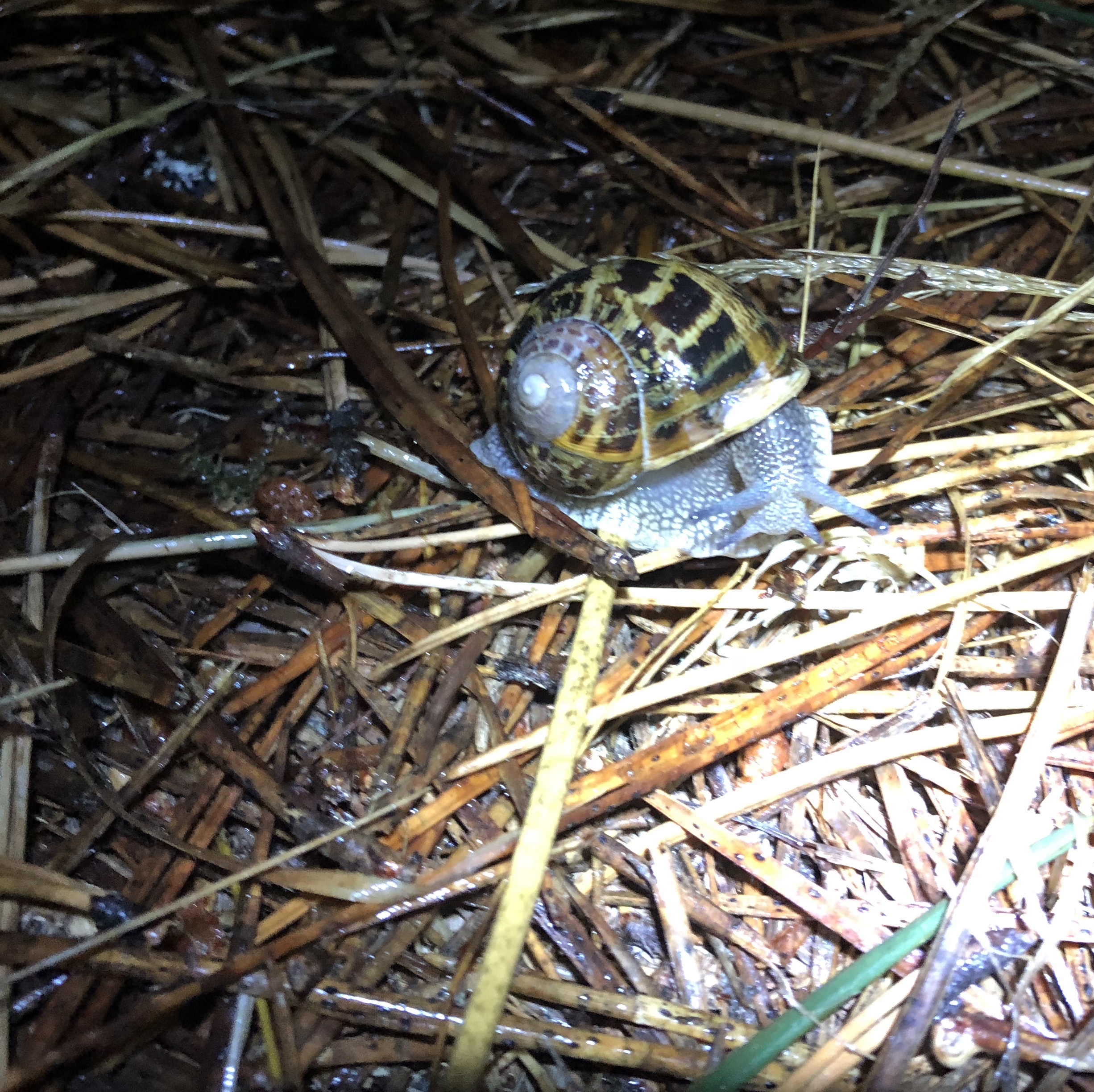 Snail Shot She Snaps Snail Shots on the Seashore – YOU SHOULD BE HAPPY